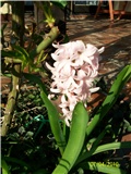 zumbul -lat. hyacinthus